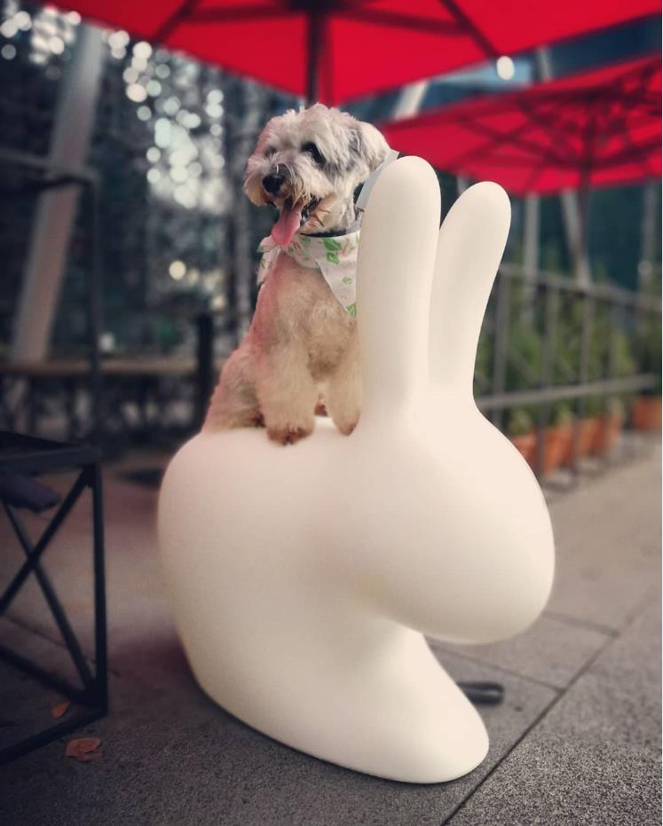 乐竞平台 - 坐具|吧椅/凳子|办公家具|设计师家具|兔凳