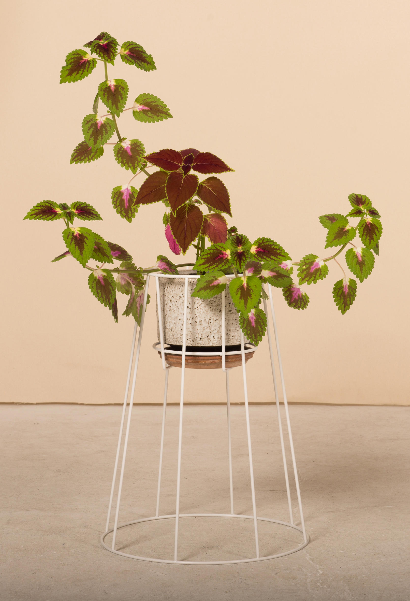乐竞平台 - 附件|花器|办公家具|设计师家具|西布莉植物架